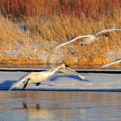 Trumpeter Swans flock to the Seedskadee National Wildlife Refuge in winter.